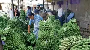 واردات موز از هند